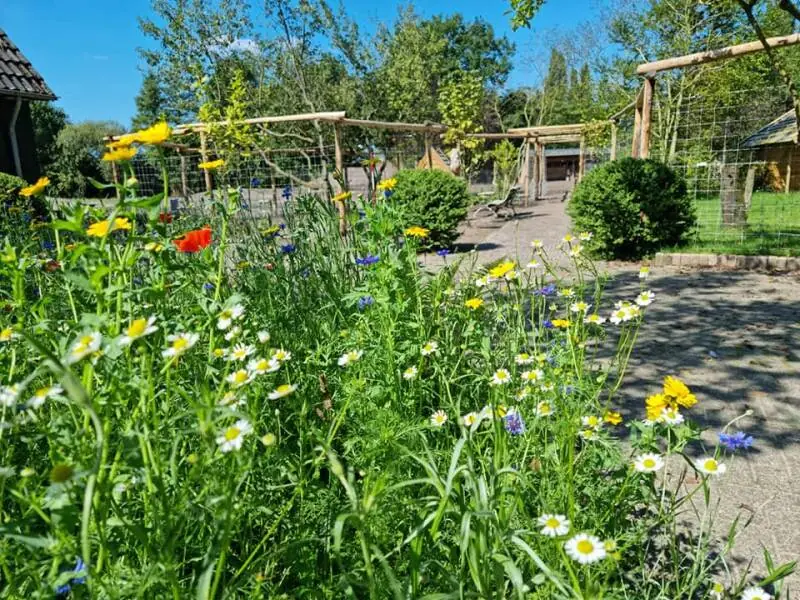 Wilde bloemen bij de pergola