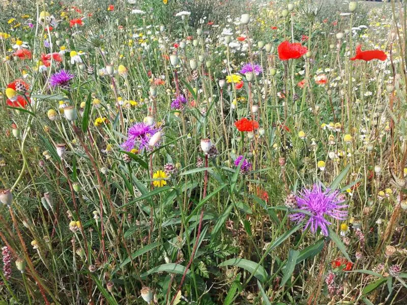 Bloemenweide met korenbloemen en klaprozen