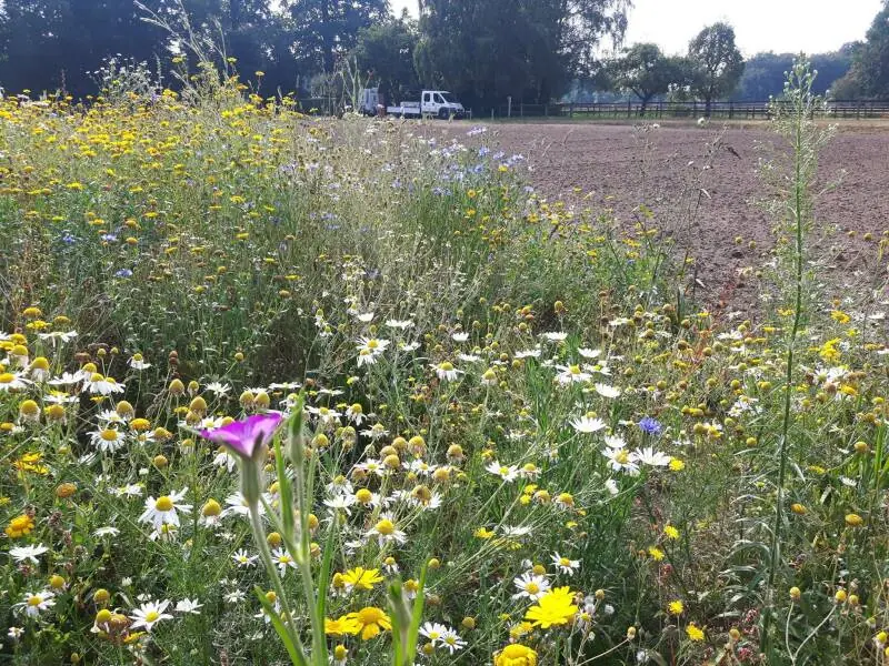 Bloemenweide in de zomer