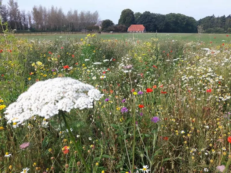 Bloemenweide met uitzicht op het land
