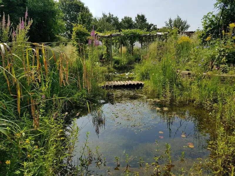 De voorbeeldtuin van Eco-Care in Zutphen: natuurvijver, pergola en bloeiende oevers