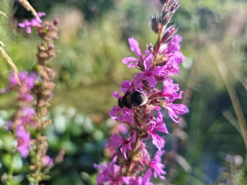 Hommel op kattenstaart