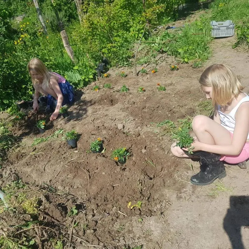 Planten in gezonde grond