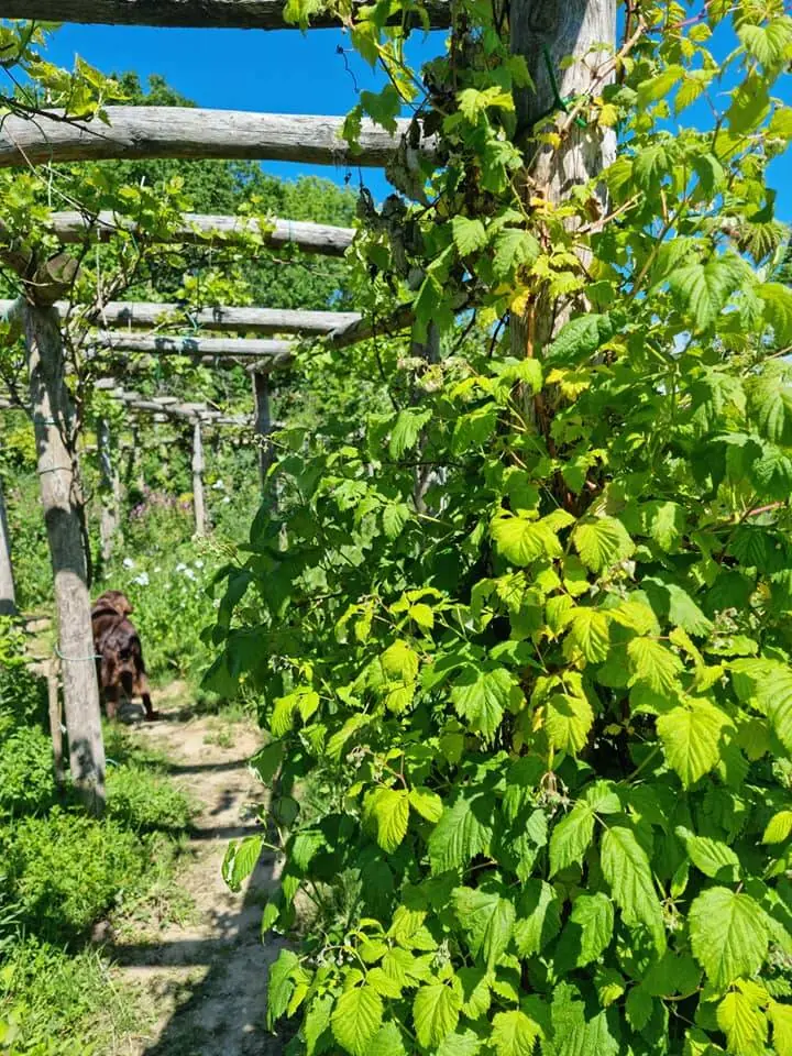Bonen groeien tegen een pergola
