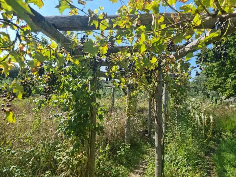 Druiven aan een kastanjehouten pergola