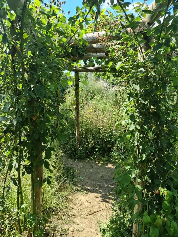 Groen pad onder een pergola