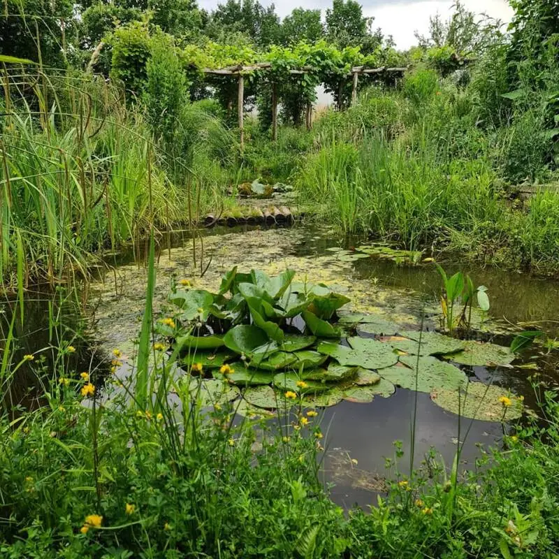 Natuurvijver met waterlelies en inheemse oeverplanten