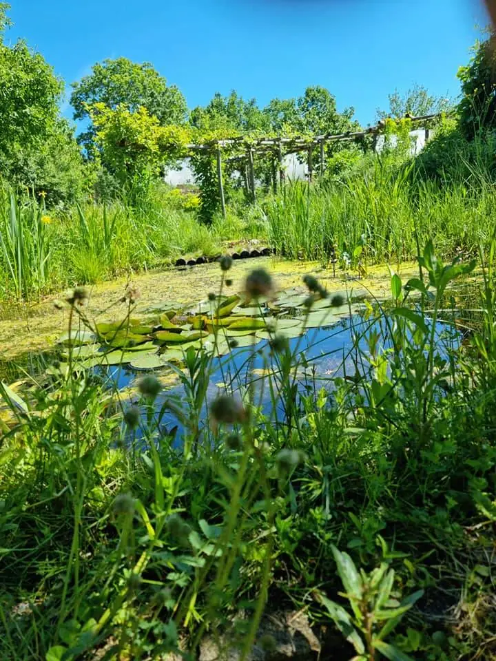 Stille vijver met oeverplanten