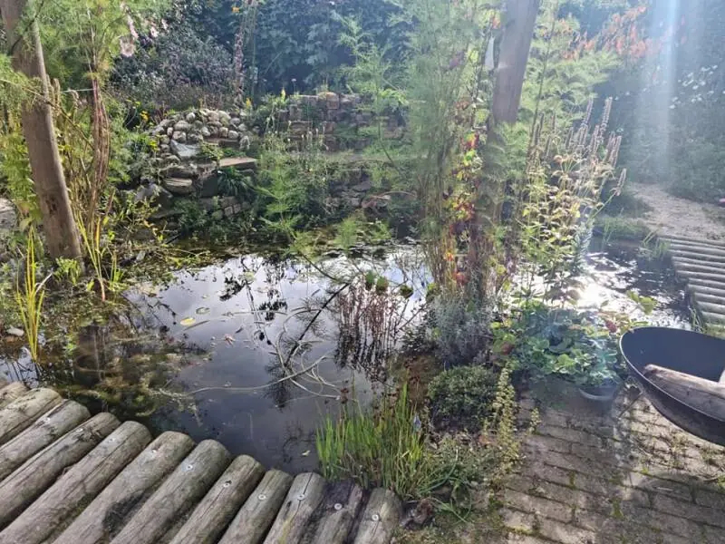 Vijver met houten vlonder en rietkraag
